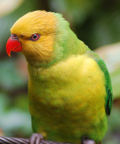 Trichoglossus euteles