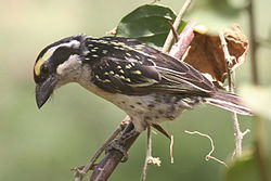 Tricholaema diademata