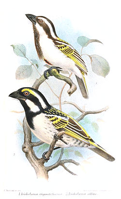 Tricholaema melanocephala