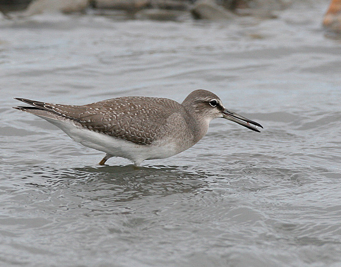 Tringa brevipes