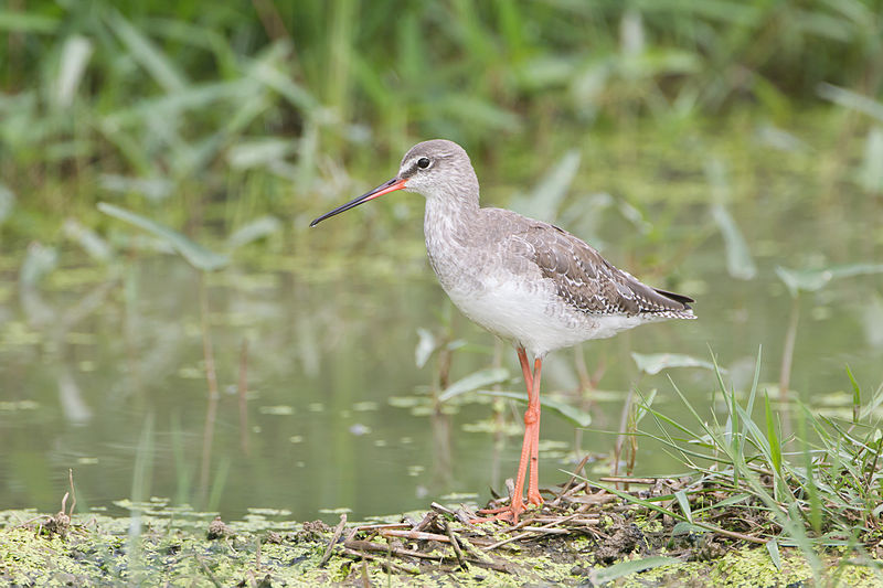 Tringa erythropus