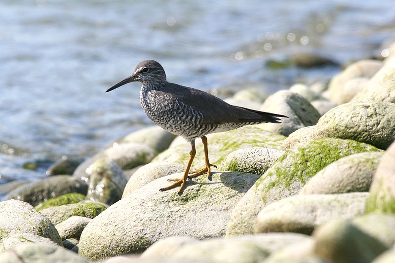 Tringa incana