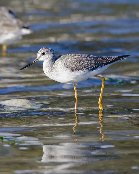 Tringa melanoleuca