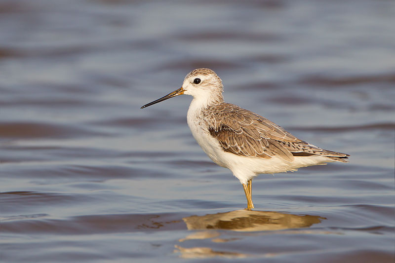 Tringa stagnatilis