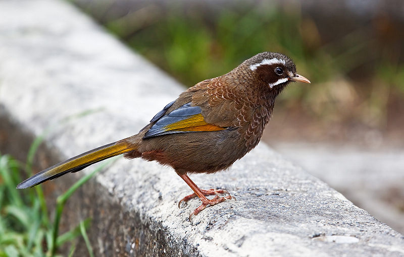 Trochalopteron morrisonianum