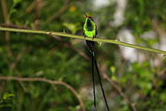Trochilus polytmus