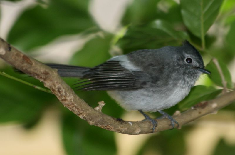 Trochocercus cyanomelas
