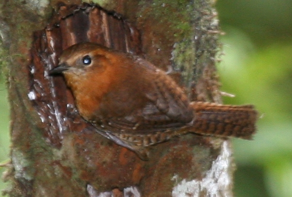 Troglodytes rufociliatus