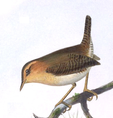 Troglodytes solstitialis