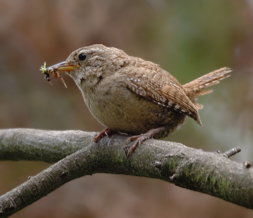 Troglodytes troglodytes