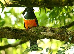 Trogon aurantiiventris