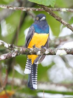 Trogon caligatus