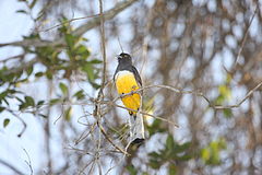 Trogon citreolus
