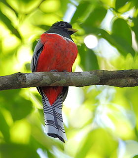 Trogon collaris