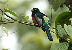 Trogon comptus