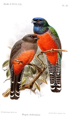 Trogon curucui
