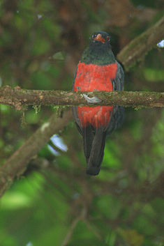 Trogon massena