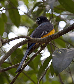 Trogon melanocephalus