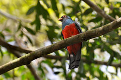 Trogon melanurus