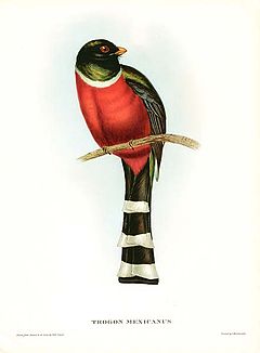 Trogon mexicanus