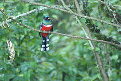 Trogon personatus