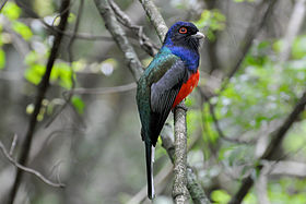 Trogon surrucura