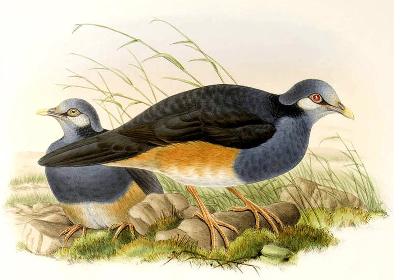 Trugon terrestris