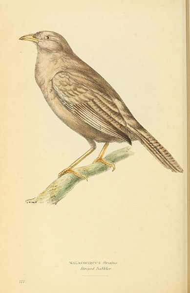 Turdoides affinis