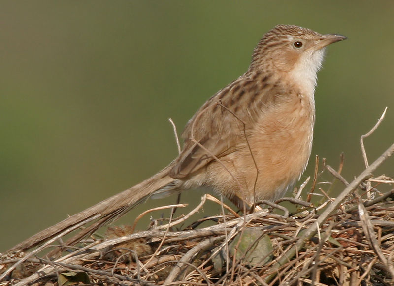 Turdoides caudata