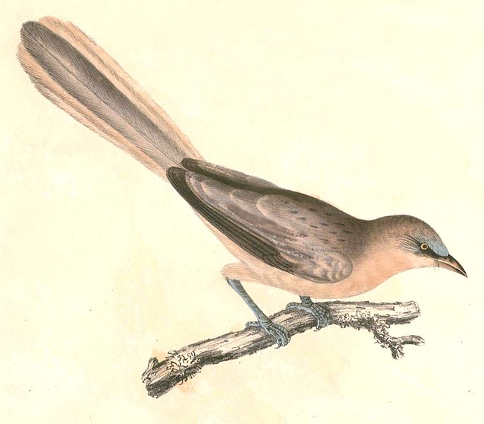 Turdoides malcolmi