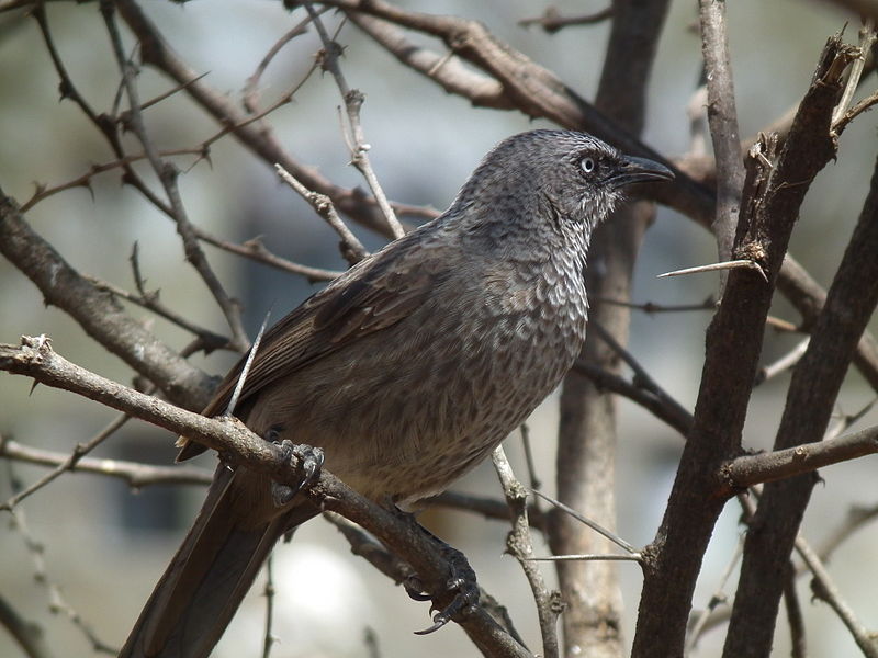 Turdoides melanops