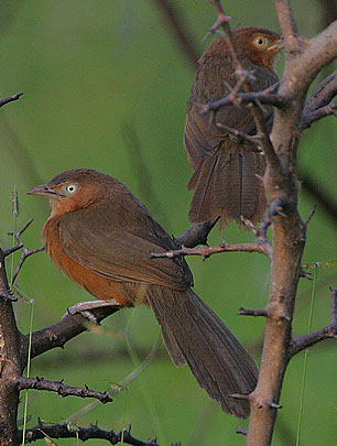 Turdoides rubiginosa
