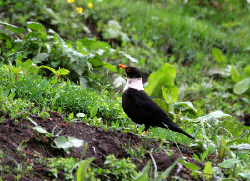 Turdus albocinctus