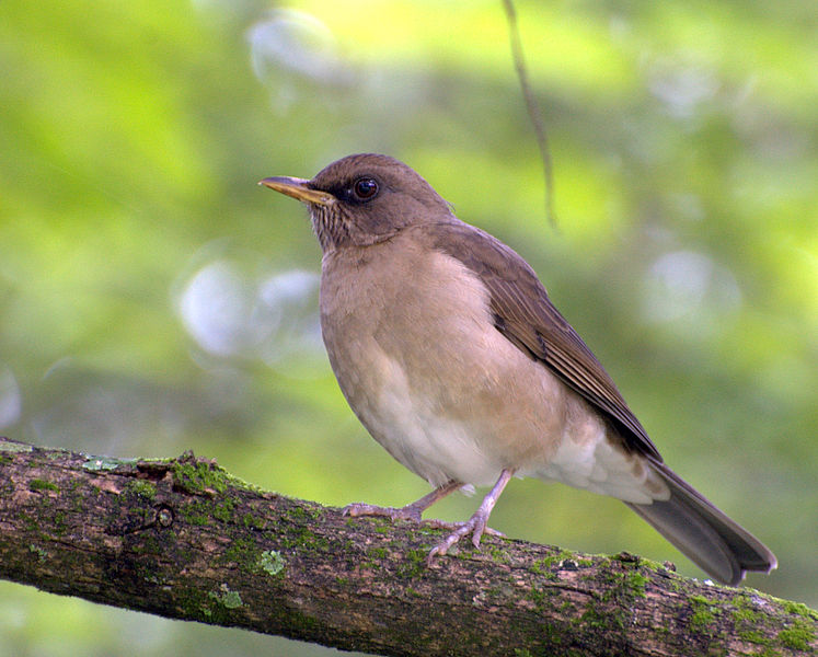 Turdus amaurochalinus