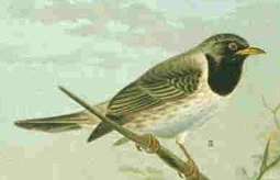 Turdus atrogularis