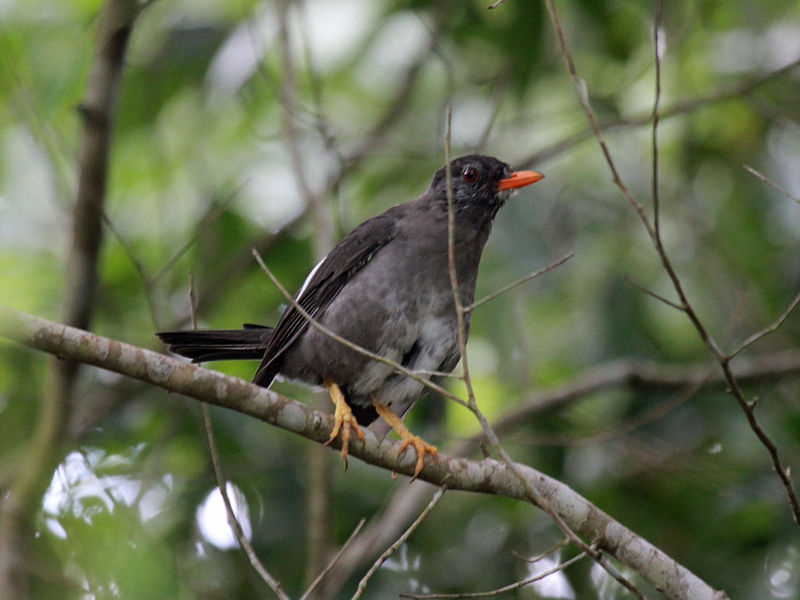 Turdus aurantius