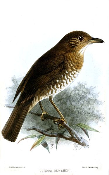 Turdus bewsheri