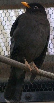 Turdus boulboul