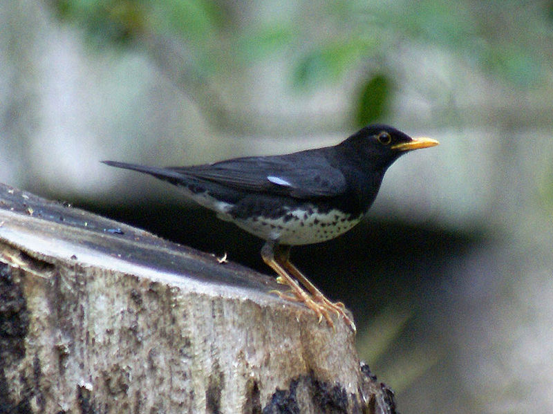 Turdus cardis
