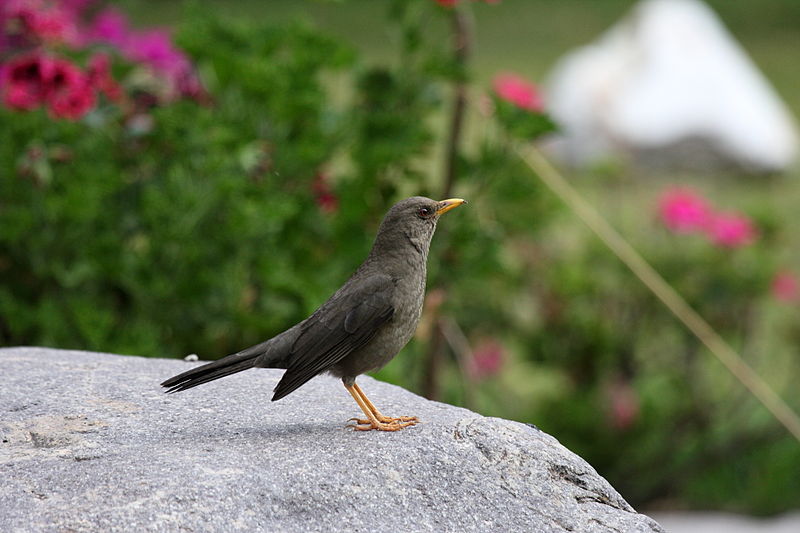 Turdus chiguanco