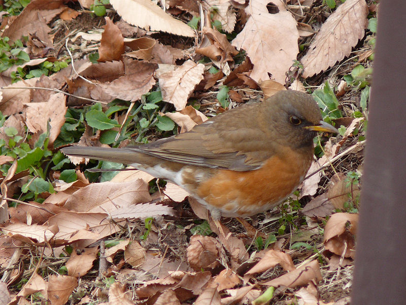 Turdus chrysolaus