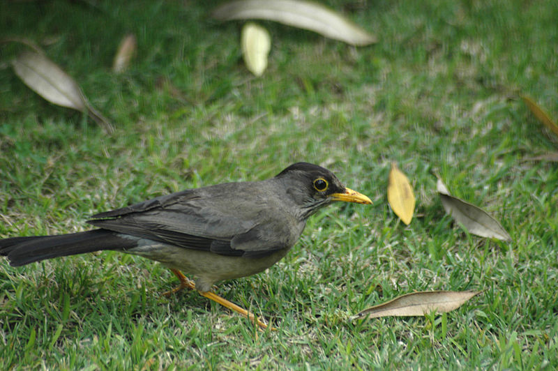 Turdus falcklandii