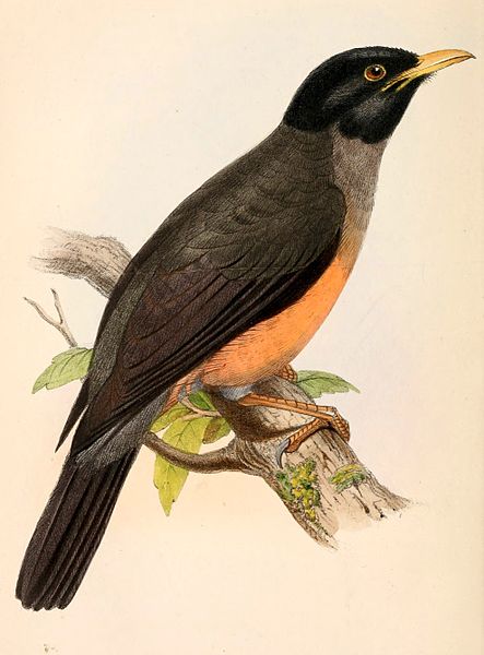 Turdus fulviventris