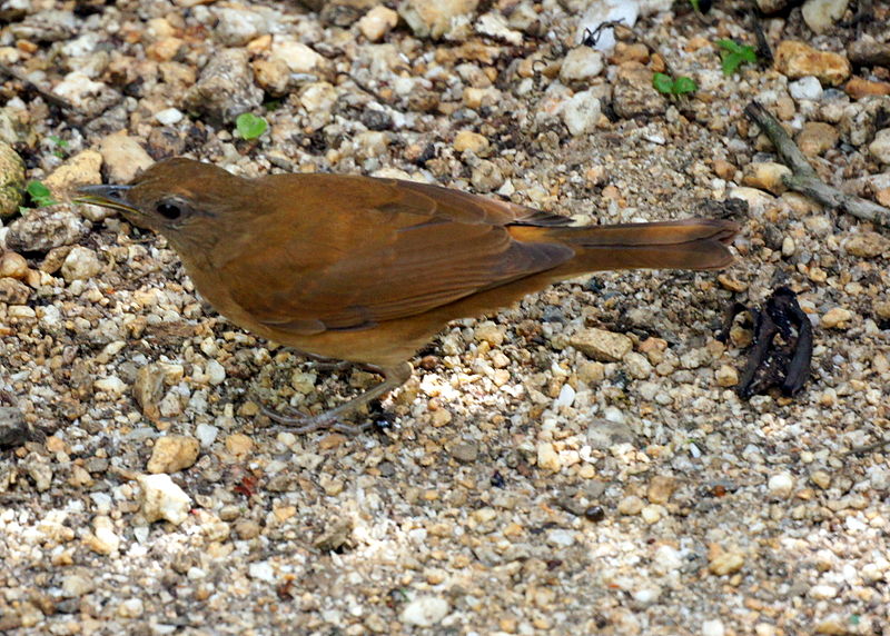 Turdus fumigatus