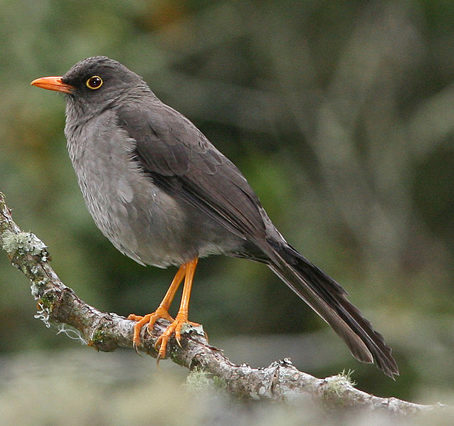 Turdus fuscater