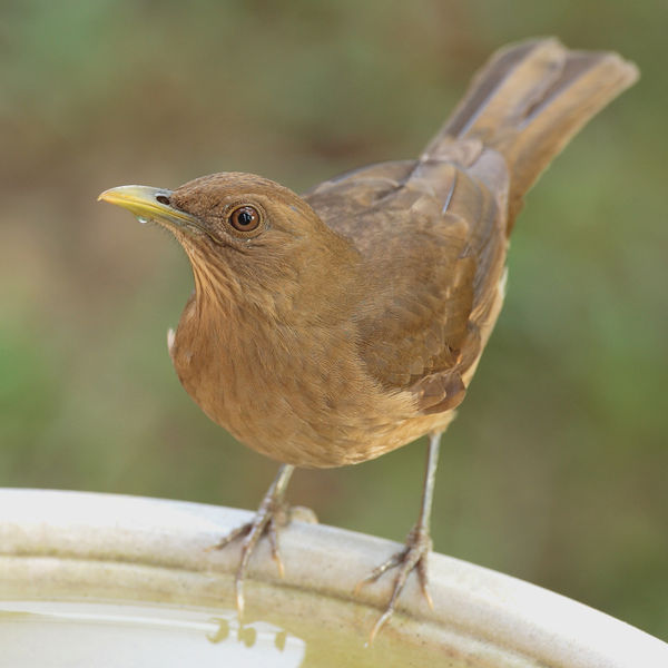 Turdus grayi