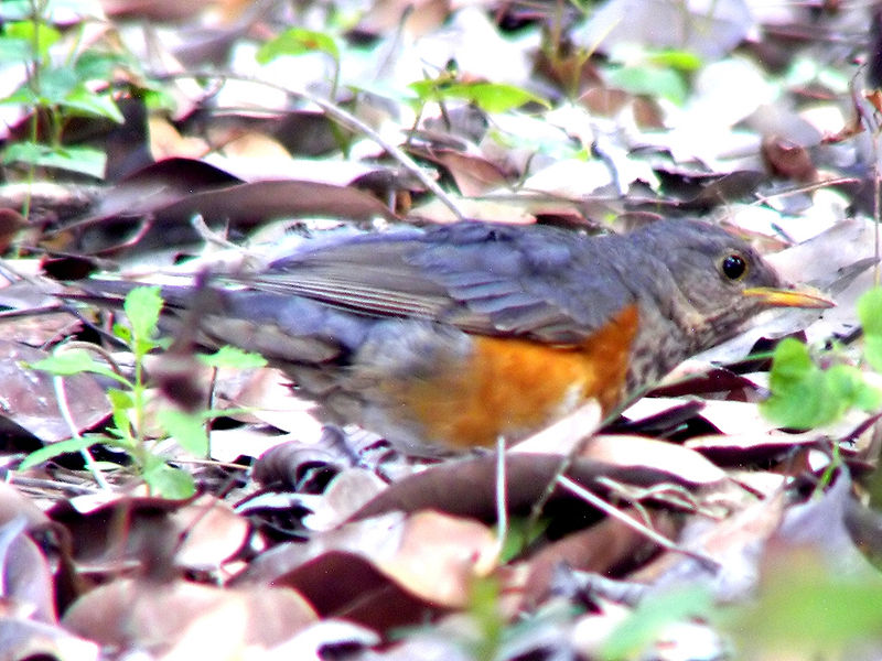 Turdus hortulorum