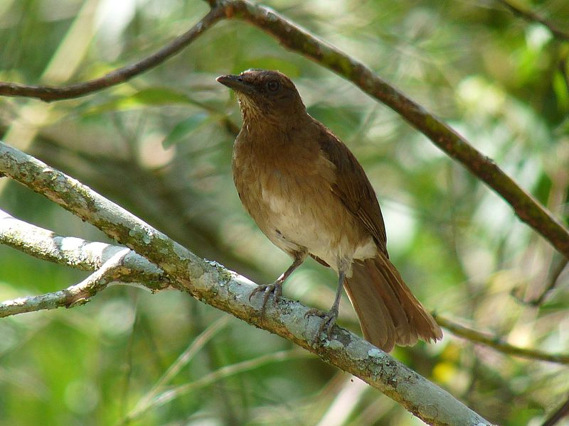 Turdus ignobilis