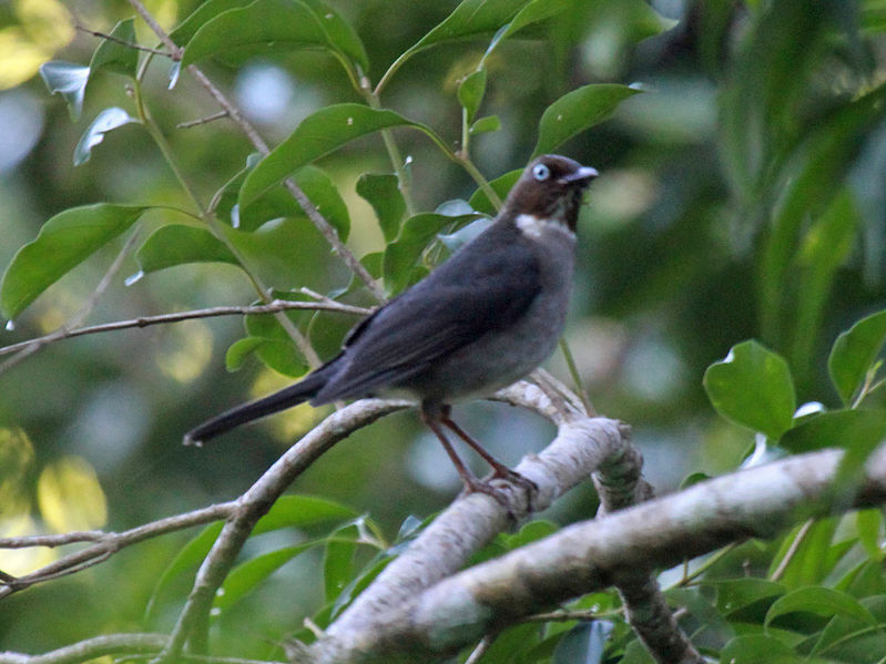 Turdus jamaicensis