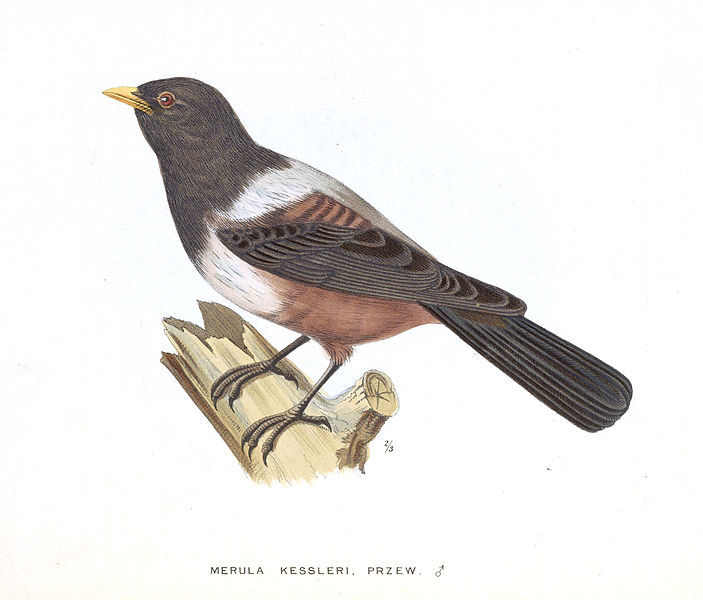 Turdus kessleri